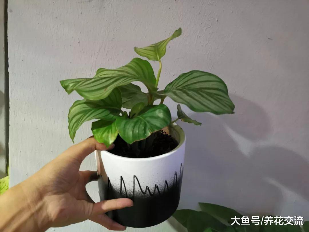 这些盆栽植物在阴凉的房间都能生长良好, 养几年都没有问题