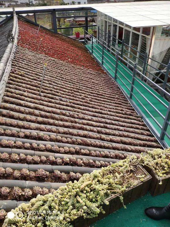 张大姐养多肉, 连屋顶也不放过, 8年种了3万棵!