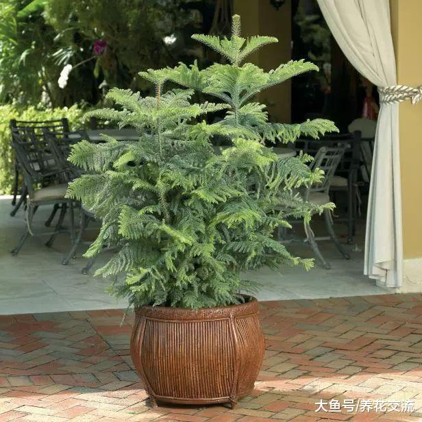 养在客厅里特别霸气的几种大型植物, 有的还能养成盆景
