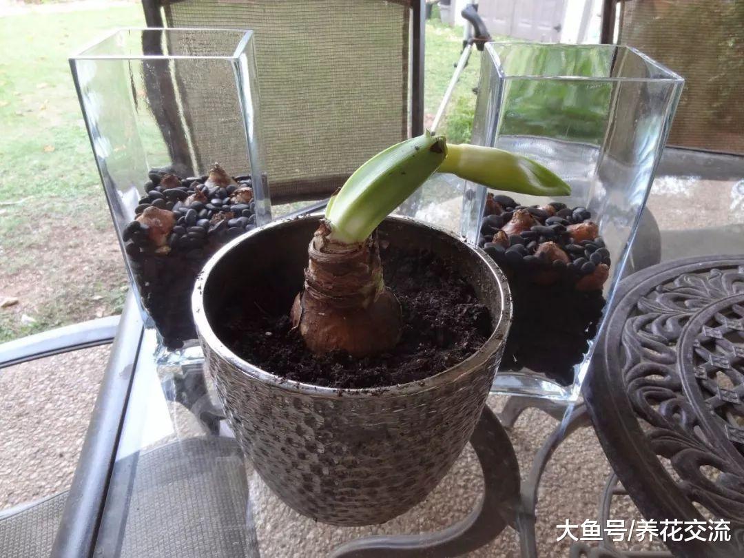促进朱顶红盆栽在室内的冬天开花的技巧, 你掌握了没