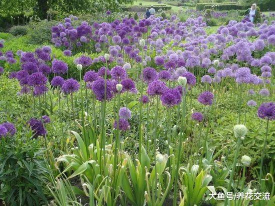 颜色特别美艳的观赏葱, 花球像彩色蒲公英