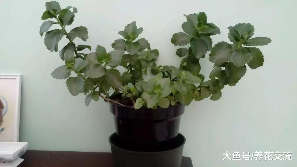 盆栽长寿花的叶子发软, 茎上面长很多气根怎么办?