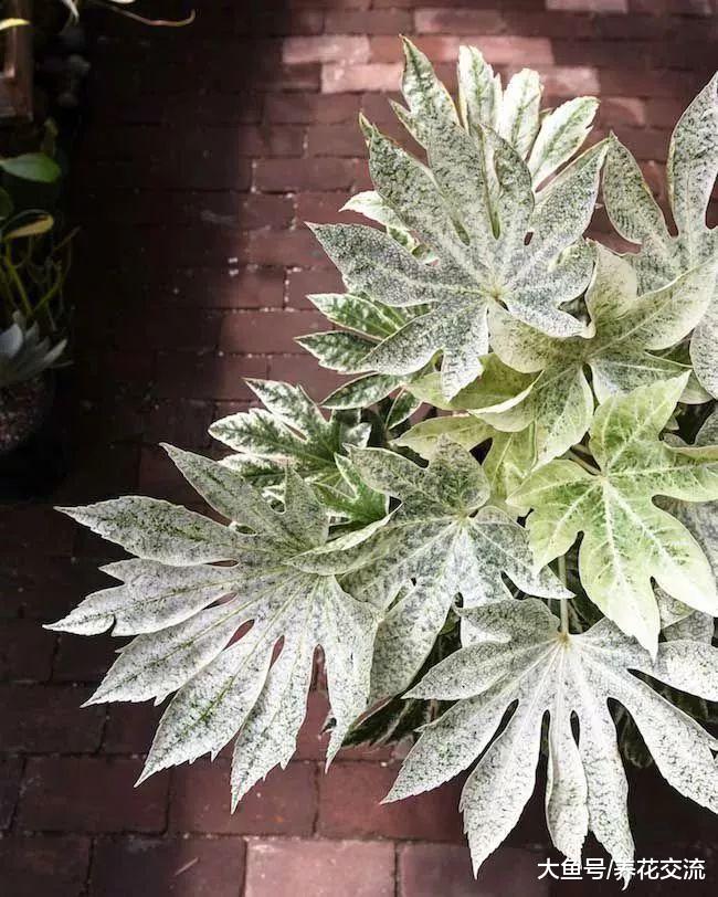 为啥植物会出现花叶的品种, 看完你就懂了