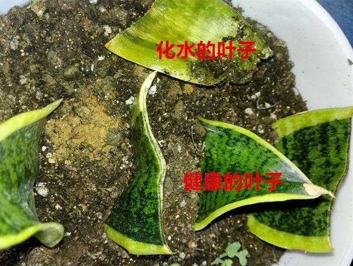 指甲盖大的虎皮兰叶子, 随手一插就冒芽, 几月长成大盆栽!