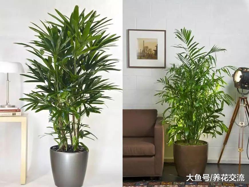 养护室内盆栽植物的几个误区, 照顾植物可比想象中简单