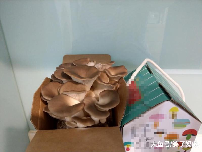 亲子一起种养生菇，给宝宝做辅食，从小打好健康基础