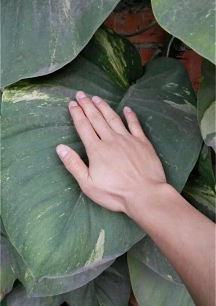 墙根下的野生绿萝, 茎干手腕粗, 秘密就是因为加了它!