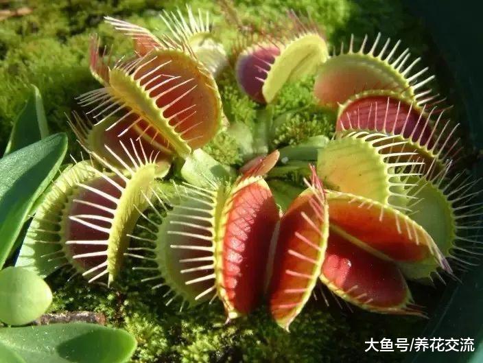 我最喜欢养的三种食虫植物, 适合养在家里的不同位置