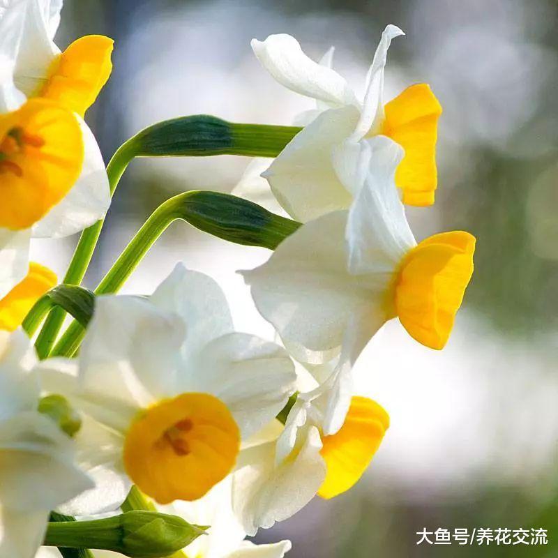 冬天在室内水培养护水仙花注意这几个技巧, 能够保持很长的花期