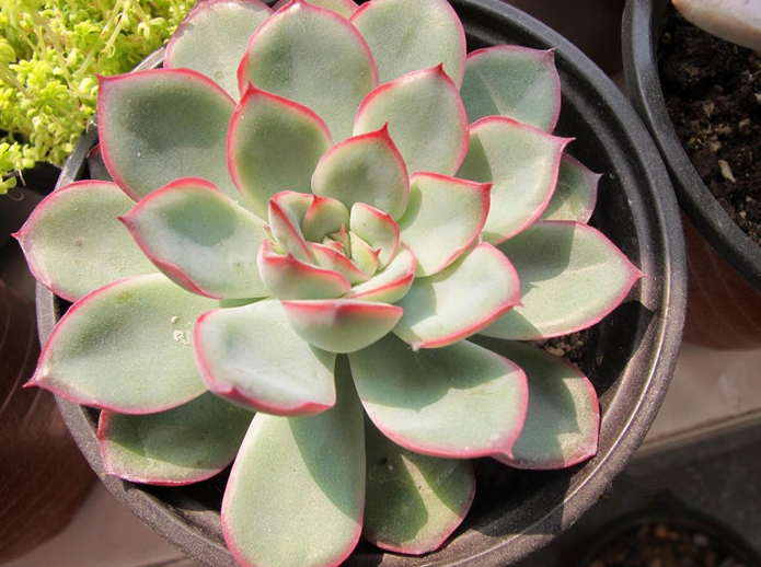 肉肉养殖攻略 多肉植物 花月夜 对环境的要求比较高 三农资讯 娱乐新闻网