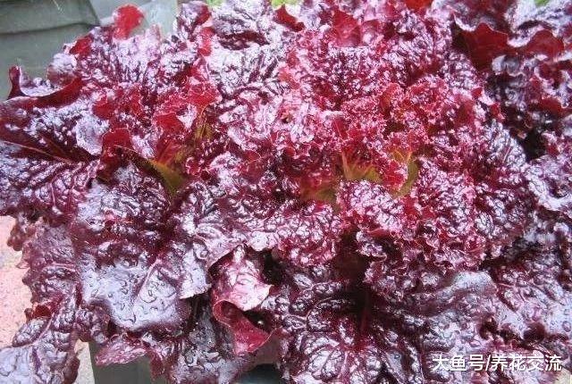 这些盆栽蔬菜种在阳台上, 一年四季都可以收割