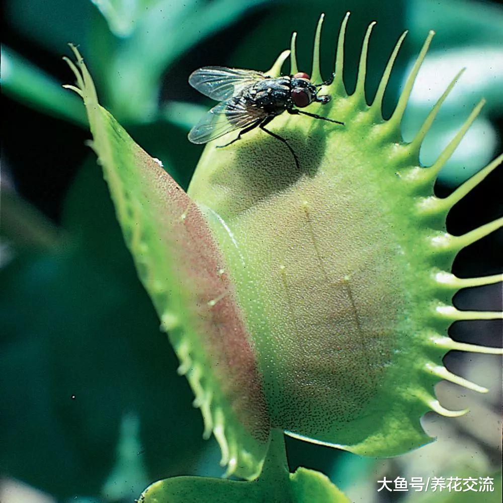 我最喜欢养的三种食虫植物, 适合养在家里的不同位置