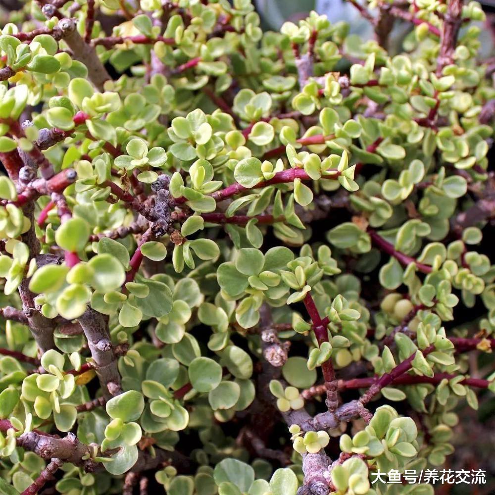 10种可以匍匐在地面上生长的多肉植物, 新手能将它们养成一大片