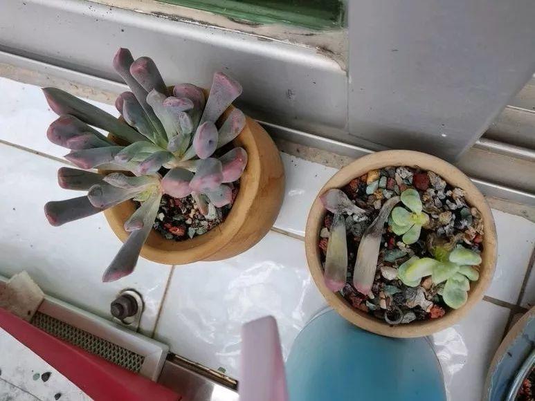 为了养多肉, 不光搭遮阳网, 连狗笼子都用上了!