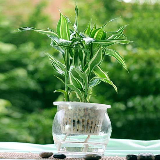 冬天水养“富贵竹”, 做好这“4”步, 白根呼呼长!