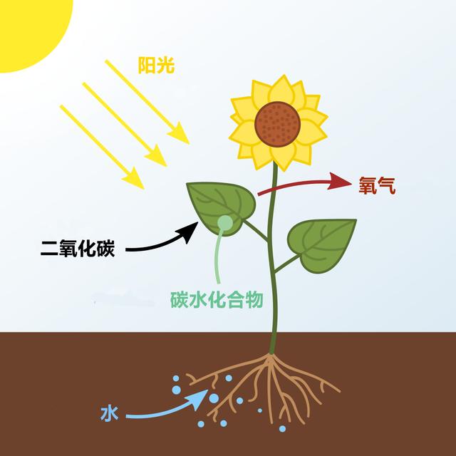 o2 h2o由此我们看出,植物的光合作用需要阳光,二氧化碳和水,同时