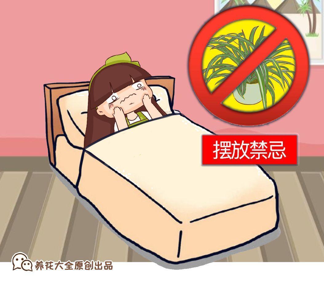 吊兰养错位置, 黄叶干尖, 还会跟你争氧气!