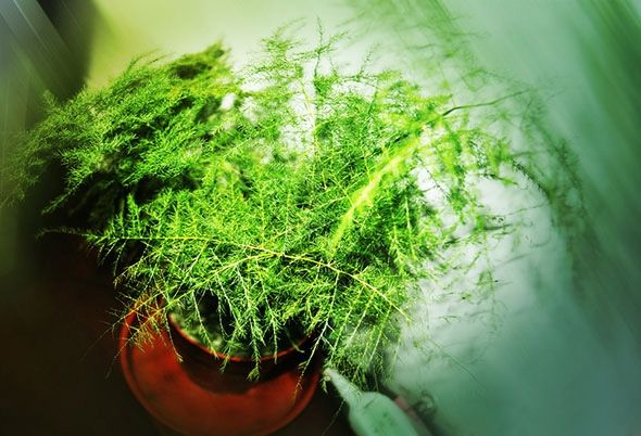 给文竹喂片“药”, 新芽蹭蹭长, 60天毛茸茸叶片长满盆!