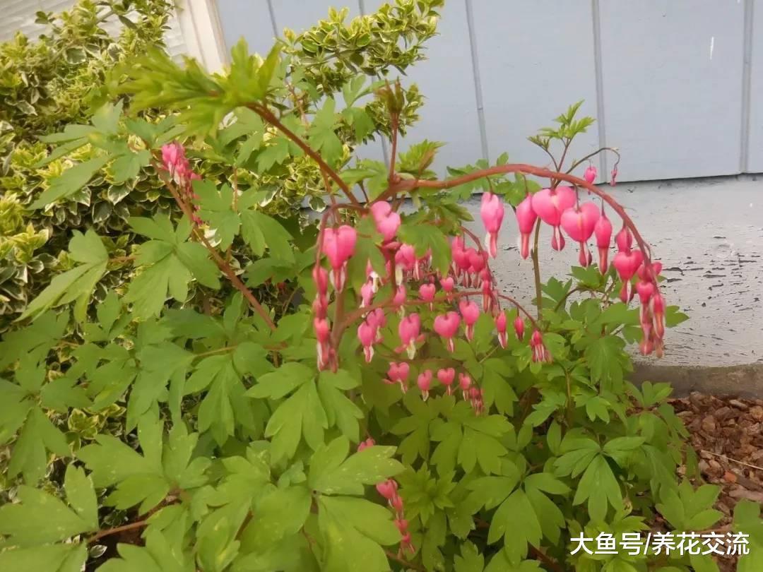 几种特别耐阴的盆栽植物, 给点散射光就能开花