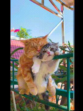 搞笑gif:街边公然秀恩爱,单身狗却不知道廉耻的鼓着掌