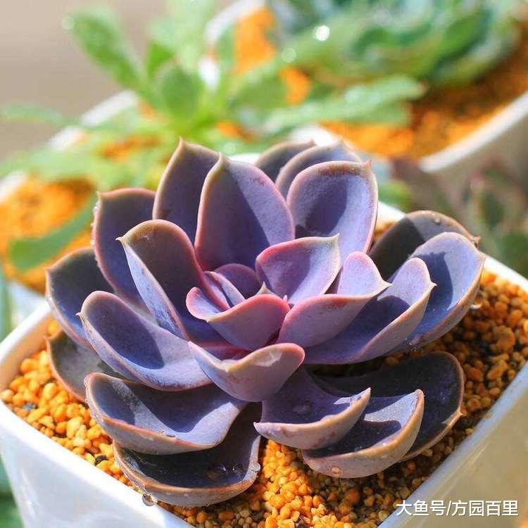 多肉植物景天科拟石莲花属——紫珍珠