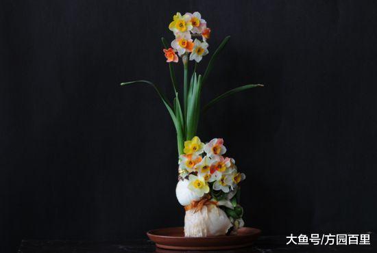 自从知道水仙花的雕刻之后, 再也不愁咱家的水仙花不好看了