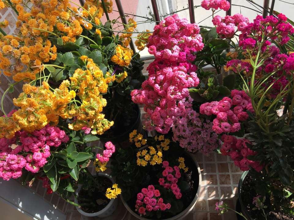 养长寿花剪1刀、喂片药, 开花“1茬接1茬”, 家里开满“小花朵”