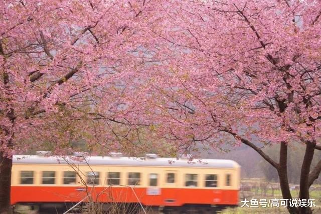 日本东京十巨细寡赏樱胜天:避开人潮拥挤的恐惧,感触感染醒好春意!