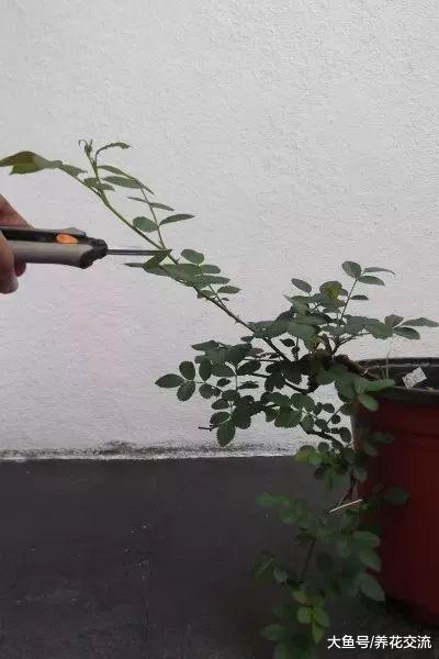 微型月季盆栽养在阳台上出现黄叶要怎么处理?