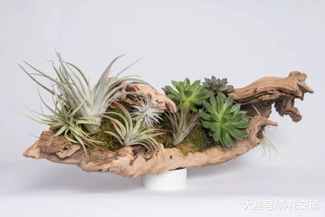 空气凤梨用热熔胶固定在木头上, 为啥还能存活呢?
