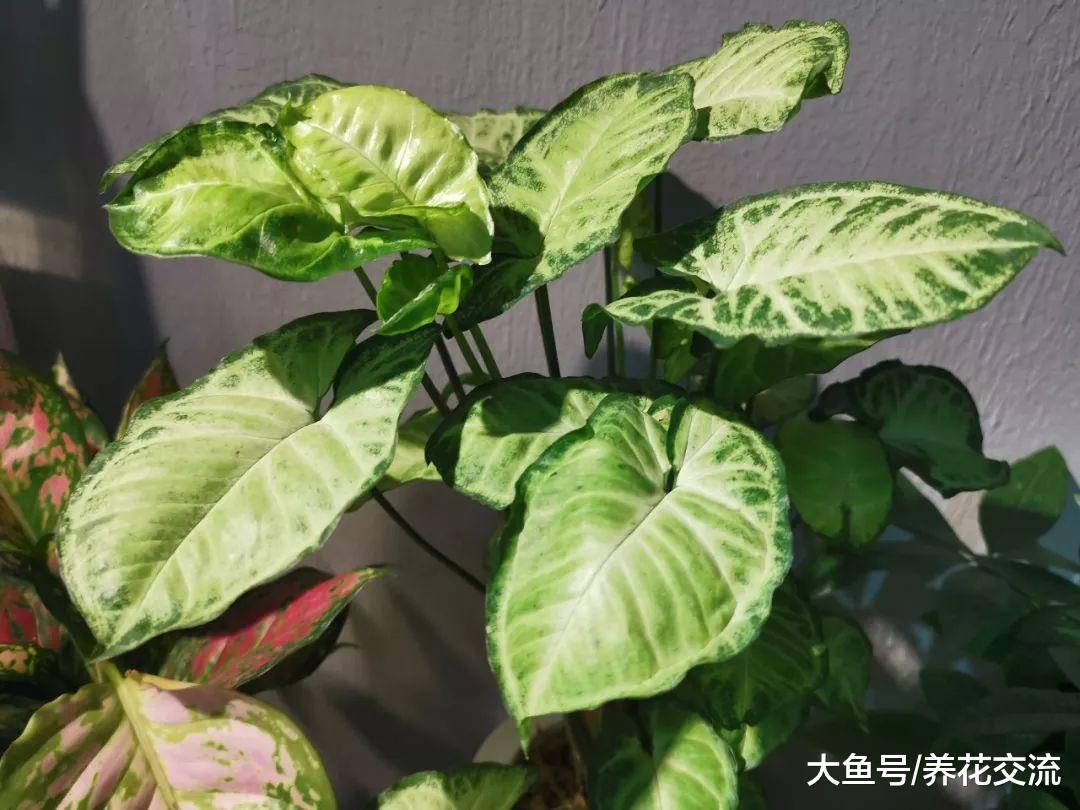 这些盆栽植物在阴凉的房间都能生长良好, 养几年都没有问题