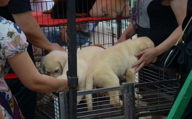 为什么流浪狗多半是小型犬 没有大型犬呢 原因有5个 社会资讯 存满娱乐网