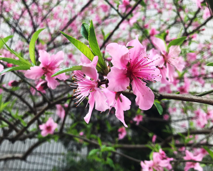 院子里种桃树好不好 桃树种植有什么风水禁忌 生活资讯 娱乐新闻网