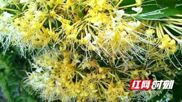 金银花开“金银”多隆回以花为媒步入发展“快车道”