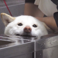 次鱼非彼鱼