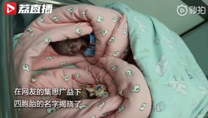 【四胞胎“战疫加油”寓意好，网