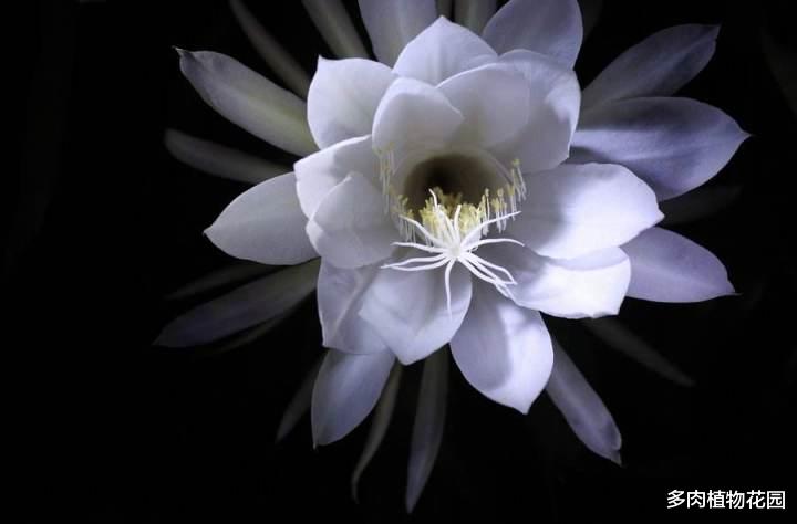别人的昙花可以昙花一现 你的为啥不能 生活资讯 八戒游戏