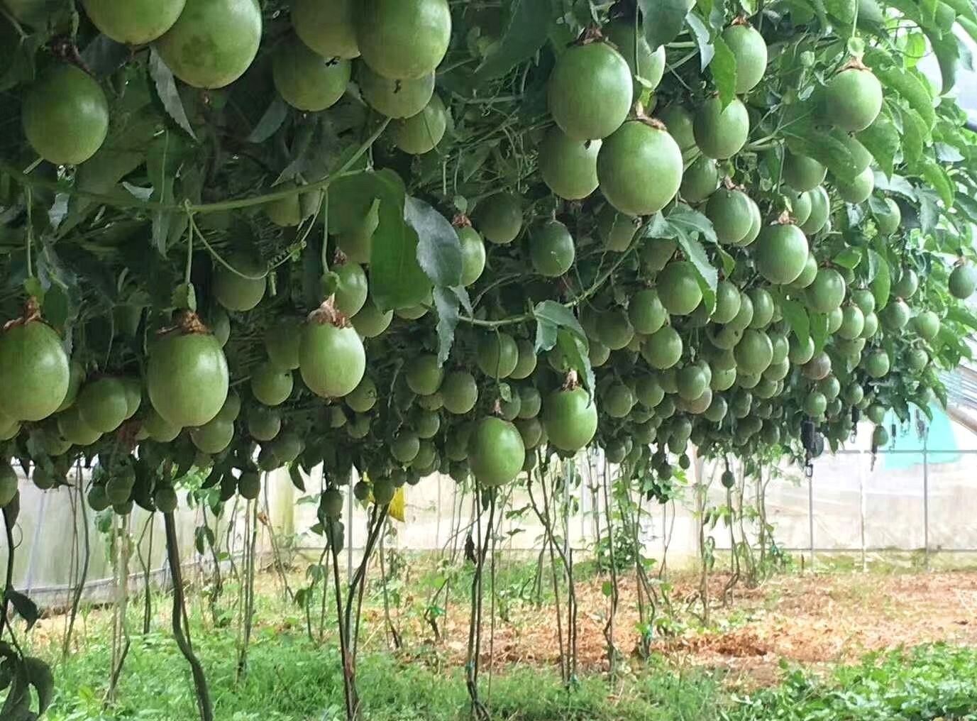 百香果种植想要获得不错的产量,需要怎样合理的施肥