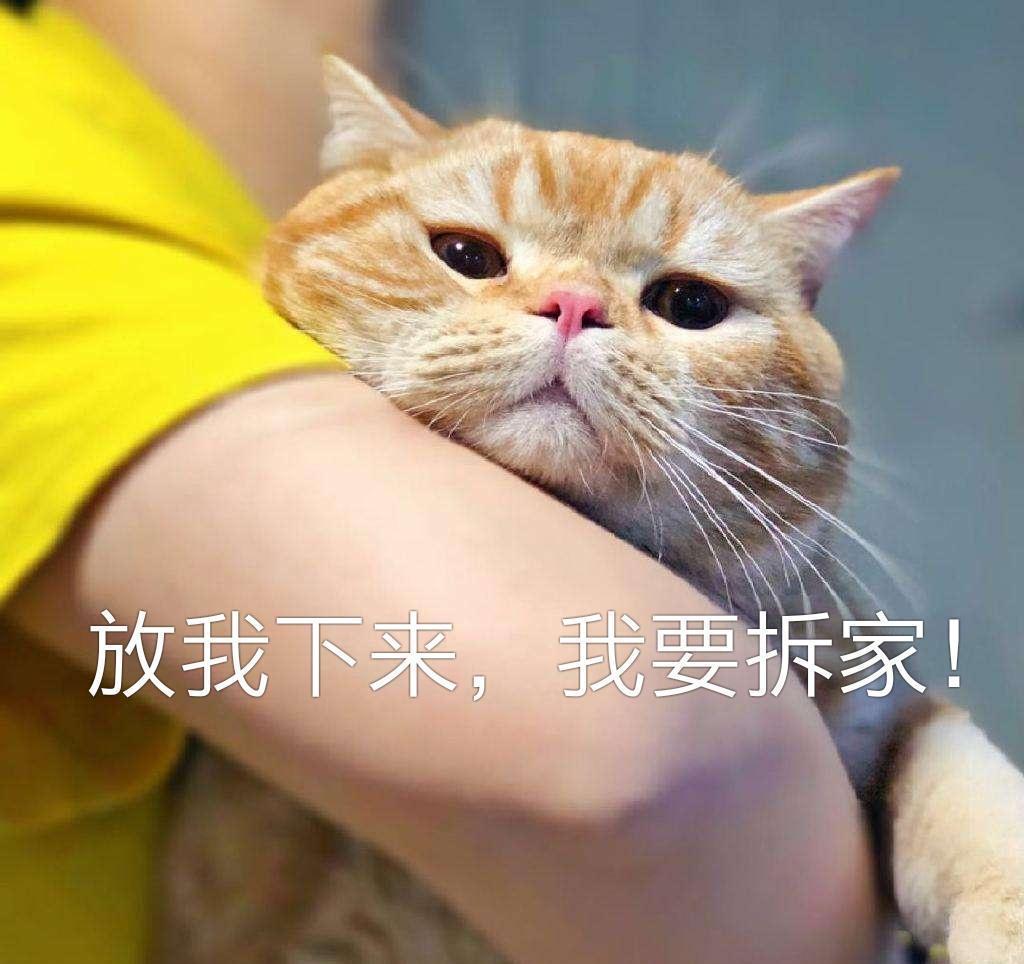 猫咪 本喵凭本事拆的家 难道你还想揍我吗 游戏资讯 早游戏