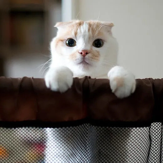 一只因为喝水而成为网红的小猫 教会了主人什么是爱 萌宠资讯 娱乐新闻网