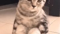 搞笑GIF：我说我是我们村跑的最快的鸡你信不信？