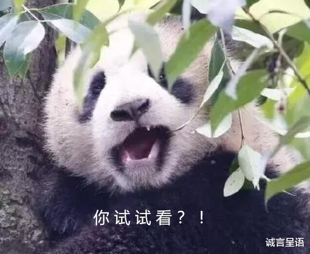 保英语 还是 废英语 算完这3笔账 也许答案就有分晓了 育儿资讯 娱乐新闻网