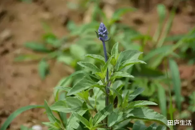把野草当花养 一个月前种下的鼠尾草已长到半尺高 生活资讯 娱乐新闻网