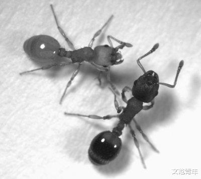 蚂蚁王国中那些我们所不知道的事情 蚁后死后会发生什么 生活资讯 娱乐新闻网