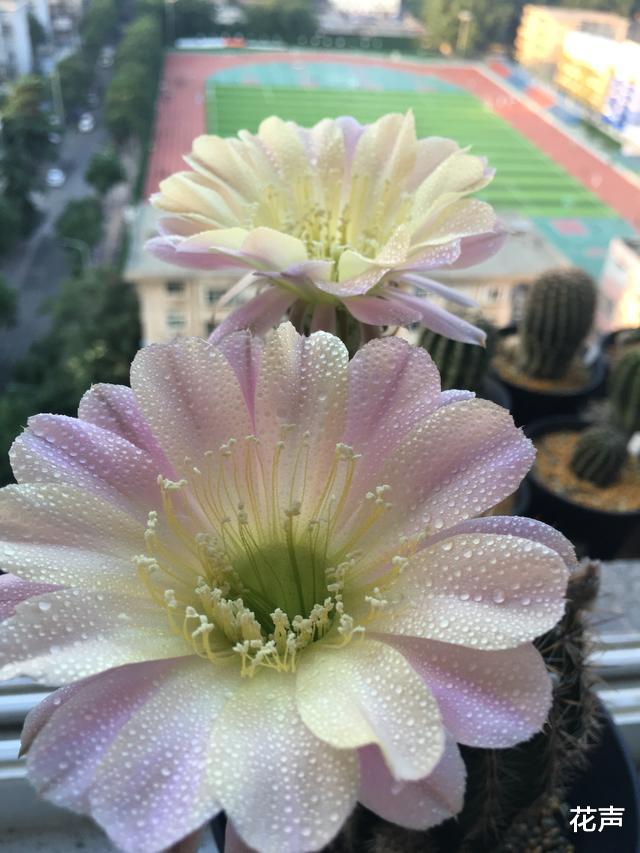 此种盆栽仙人球 花色超仙 花香浓郁 一年开花多次 很值得拥有 家居资讯 娱乐新闻网