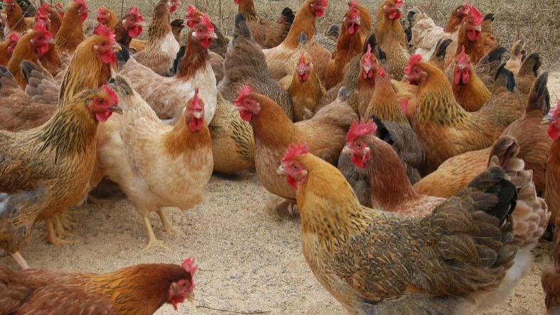 疫情的蔓延，最多撑多久！