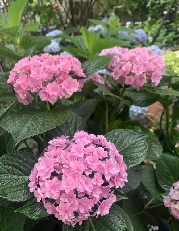 9个绣球花新品种 美若烟霞 仙气十足 生活资讯 娱乐新闻网