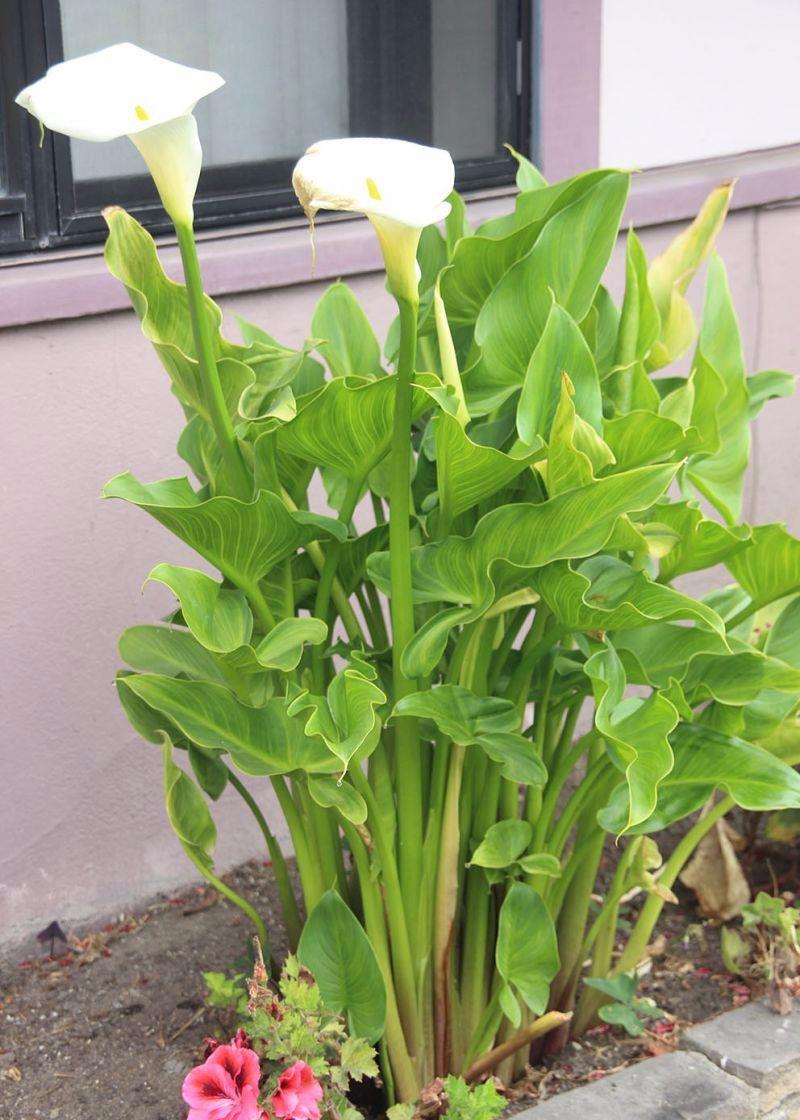 想养盆栽马蹄莲很简单 买些球茎就能种 每年春暖后就能开花 生活资讯 娱乐新闻网