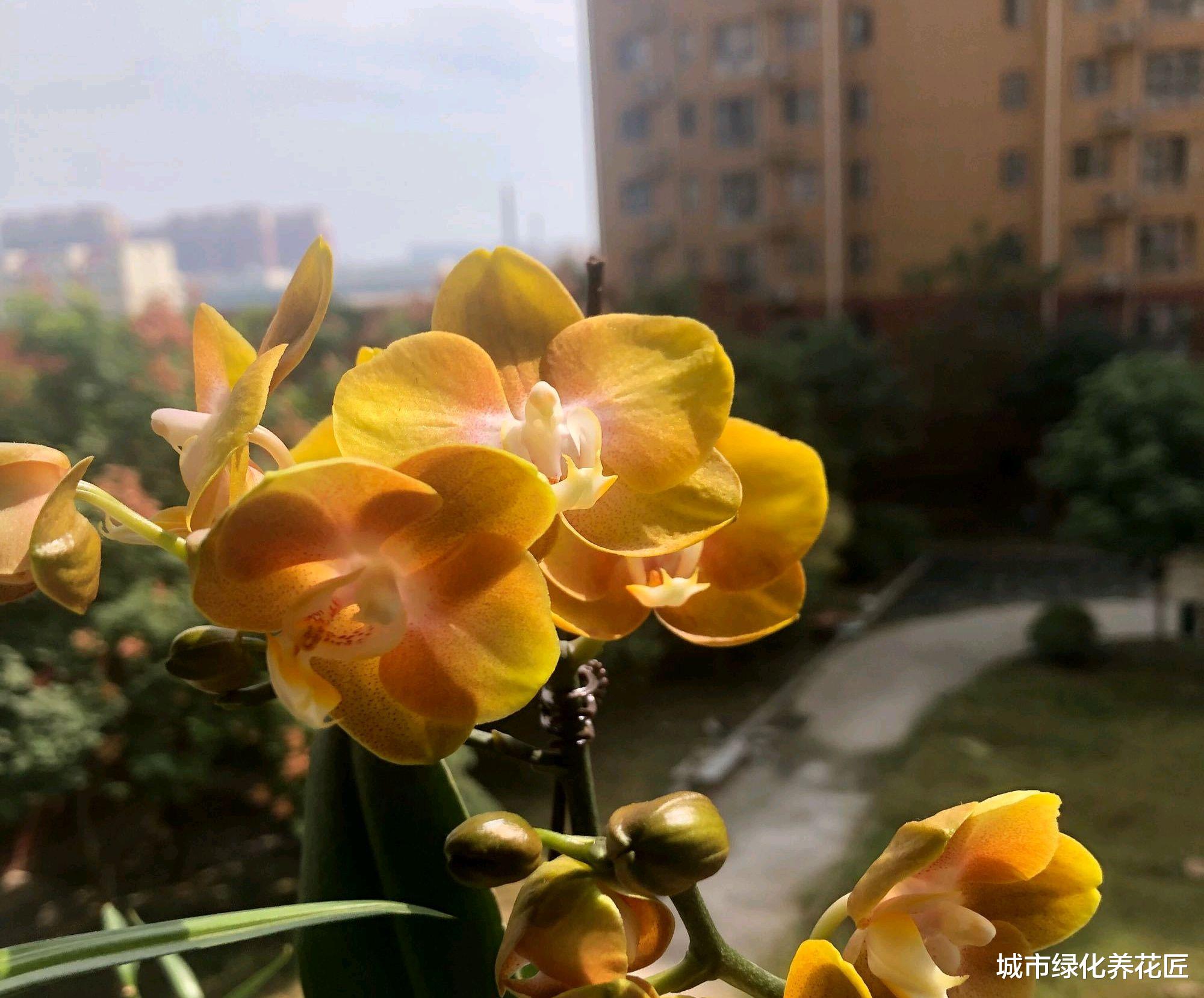 蝴蝶兰长出了花箭和根芽 可以换腐烂的水苔吗 维持原状就好 家居资讯 八戒游戏