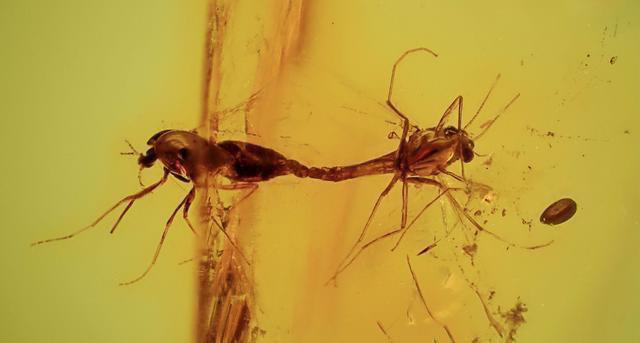 全球交配时间最长的动物 交配时间达4100万年 死后都保持交配姿 生活资讯 八戒游戏